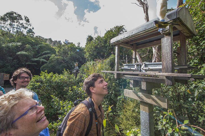 A day tour group checking out the kaka feeding stations